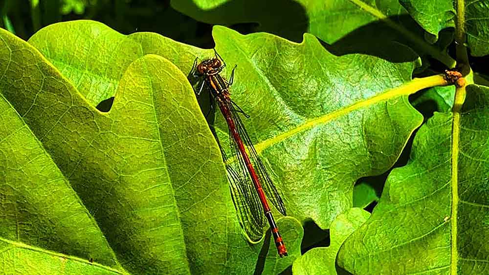 red damselfly in crouch end open space