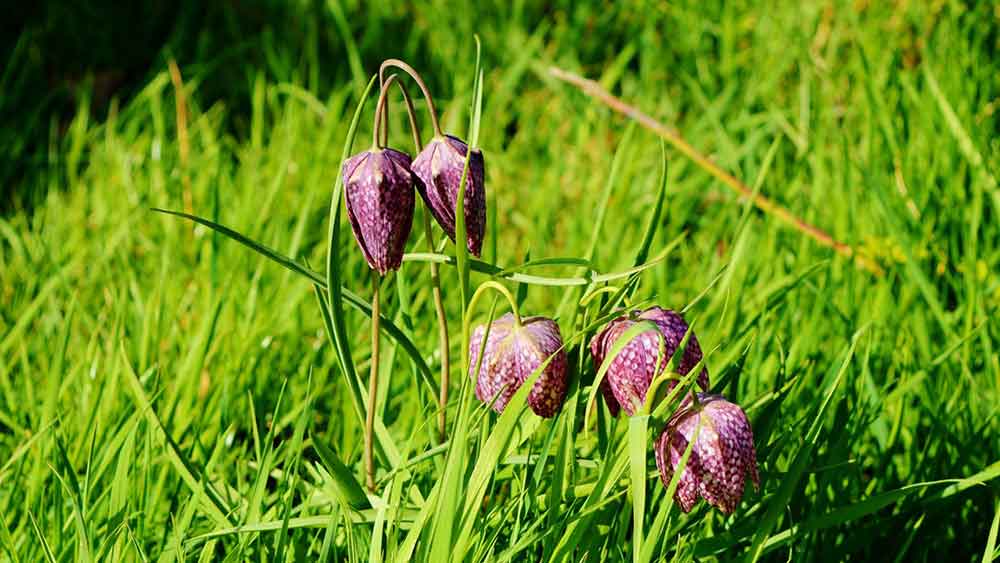 Snake's Head Fritillary in crouch end open space meadow