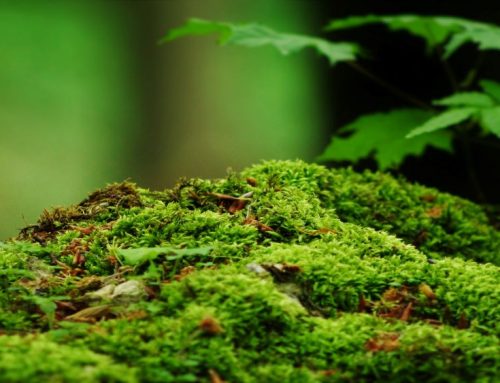 The tiny but amazing world of the mosses and liverworts