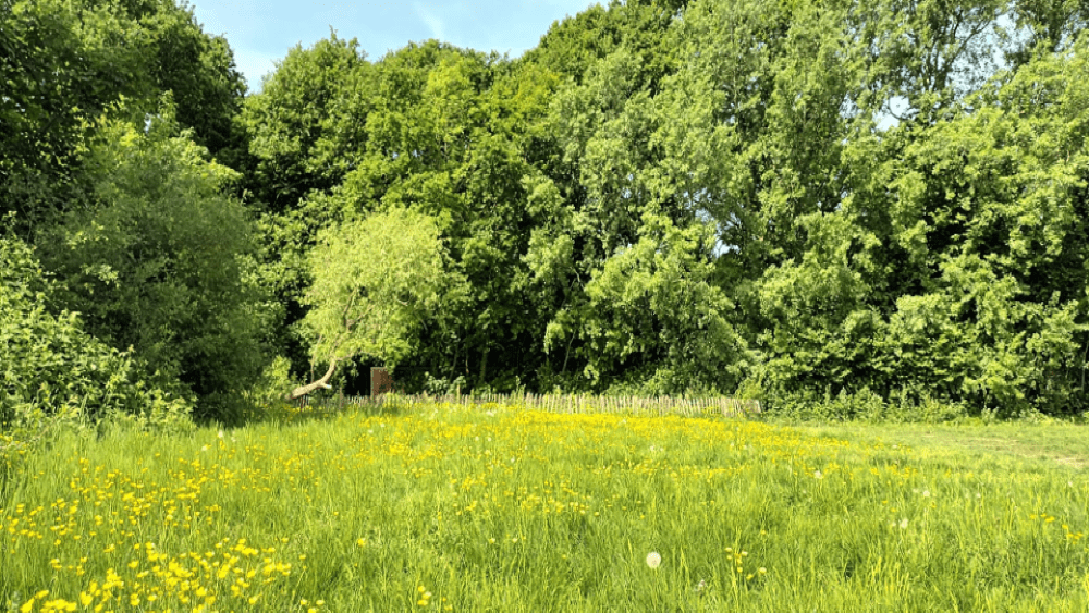 Field and Copse