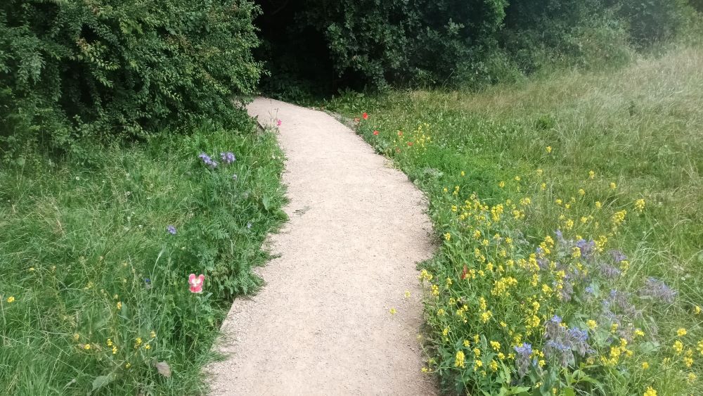 wildflowers on meadow path