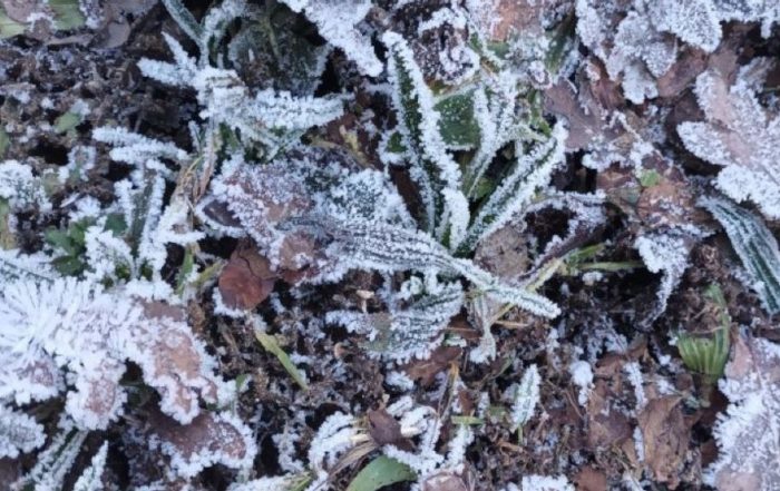 ground frost
