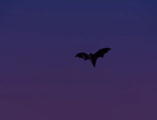 In search of bats