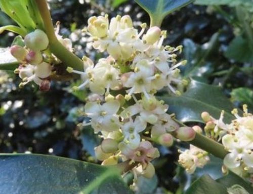 Flowering hollies