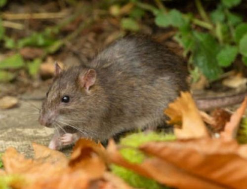 Rats