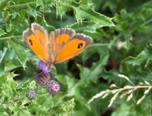 Biodiversity in the meadow
